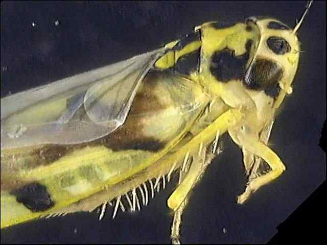 Cicadellidae